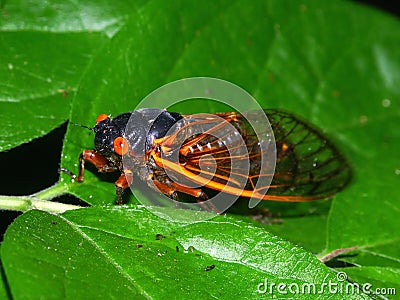 Periodical Cicada (Magicicada septendecim) Stock Photo