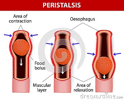 Peristalsis. involuntary wavelike muscular contrac Vector Illustration