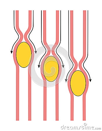 Peristalsis is a radially symmetrical contraction and relaxation of muscles Stock Photo