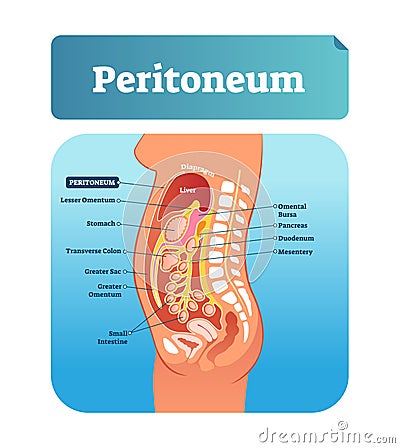 Peritoneum vector illustration. Labeled medical membrane location scheme. Vector Illustration