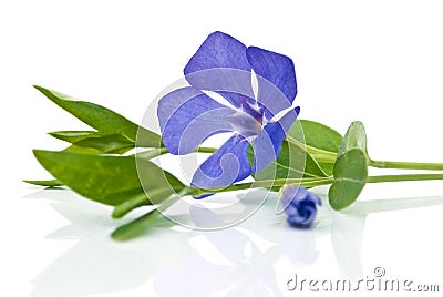 Periwinkle Stock Photo