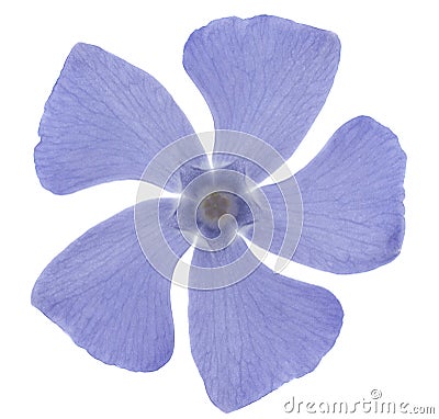 Periwinkle Stock Photo