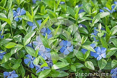 Periwinkle Stock Photo