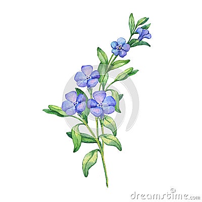 Periwinkle. Branch of first spring flowers - VÃ­nca mÃ­nor. Stock Photo