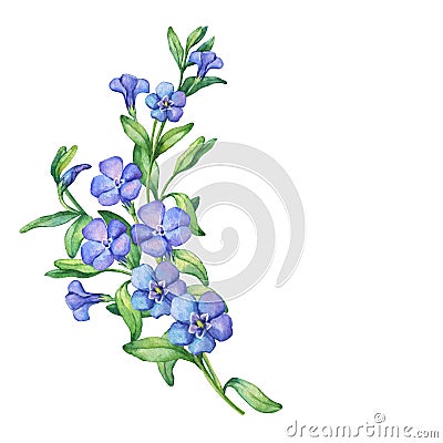 Periwinkle. Branch of first spring flowers - VÃ­nca mÃ­nor. Stock Photo