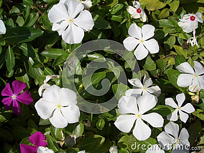 Periwinkle, Catharanthus rosea, Madagascar Periwinkle, Vinca, Apocynaceae name flower white and pink color springtime in garden on Stock Photo