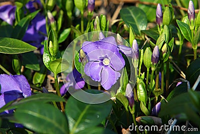 Periwinkle Flower Stock Photo