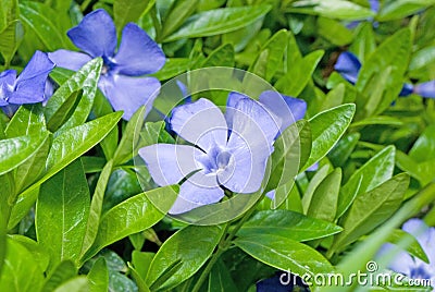 Periwinkle flower close-up Stock Photo