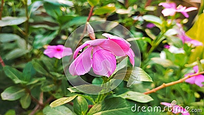 Periwinkle Flower that has just Boomed Stock Photo