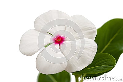 Periwinkle Stock Photo