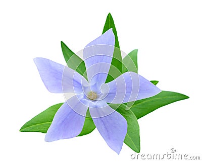 Periwinkle Stock Photo