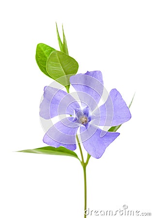Periwinkle flower isolated on white background Stock Photo