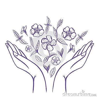 Periwinkle flower in a middle of Raised Women's Arms. Good for Feminine and Eco Friendly Products illustration Vector Illustration