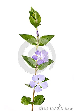 Periwinkle flowers Stock Photo