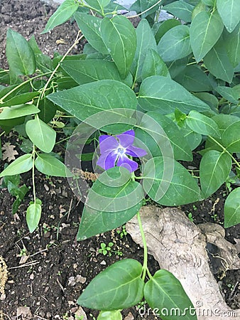 Periwinkle Stock Photo