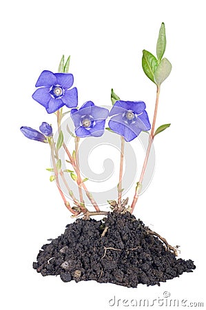 Periwinkle (Vinca minor) Stock Photo