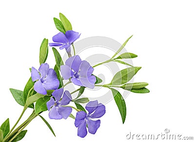 Periwinkle, Vinca minor isolated on white Stock Photo