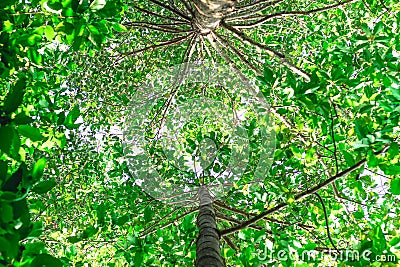 Perk up view and ant view of Yang tall trees. Stock Photo