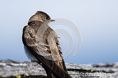 Female Tree Swallow Resting on a Weathered Wooden Fence Rail Stock Photo