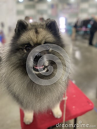 Perky keeshond on top of grooming table Stock Photo