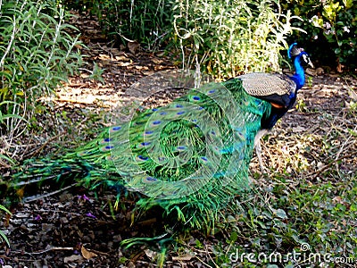 Perky Peacock Stock Photo