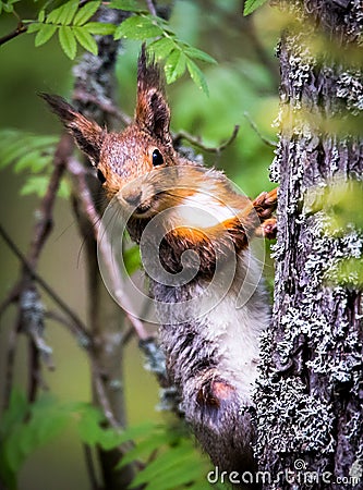 Perky squirrel Stock Photo