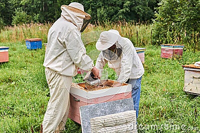 Two beekeepers checking the hive using a smoker and removing the top cover Editorial Stock Photo