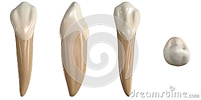 Permanent lower canine tooth. 3D illustration of the anatomy of the mandibular canine tooth in buccal, proximal, lingual and occlu Cartoon Illustration