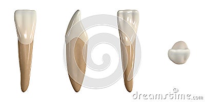 Permanent lower central incisor tooth. 3D illustration of the anatomy of the mandibular central incisor tooth in buccal, proximal, Cartoon Illustration