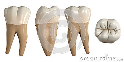 Permanent lower first molar tooth. 3D illustration of the anatomy of the mandibular first molar tooth in buccal, proximal, lingual Cartoon Illustration