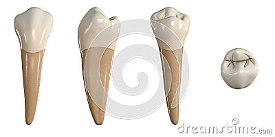 Permanent lower first premolar tooth. 3D illustration of the anatomy of the mandibular first premolar tooth in buccal, proximal, l Cartoon Illustration