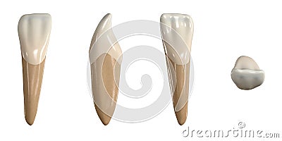 Permanent lower lateral incisor tooth. 3D illustration of the anatomy of the mandibular lateral incisor tooth in buccal, proximal, Cartoon Illustration