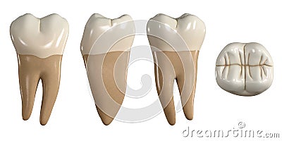 Permanent lower second molar tooth. 3D illustration of the anatomy of the mandibular second molar tooth in buccal, proximal, lingu Cartoon Illustration