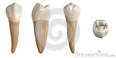 Permanent lower second premolar tooth. 3D illustration of the anatomy of the mandibular second premolar tooth in buccal, proximal, Cartoon Illustration