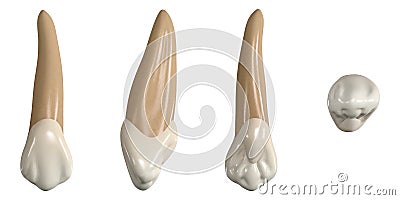 Permanent upper canine tooth. 3D illustration of the anatomy of the maxillary canine tooth in buccal, proximal, lingual and occlus Cartoon Illustration