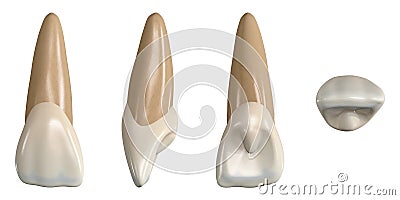Permanent upper central incisor tooth. 3D illustration of the anatomy of the maxillary central incisor tooth in buccal, proximal, Cartoon Illustration