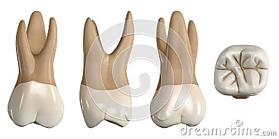 Permanent upper first molar tooth. 3D illustration of the anatomy of the maxillary first molar tooth in buccal, proximal, lingual Cartoon Illustration