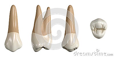 Permanent upper first premolar tooth. 3D illustration of the anatomy of the maxillary first premolar tooth in buccal, proximal, li Cartoon Illustration