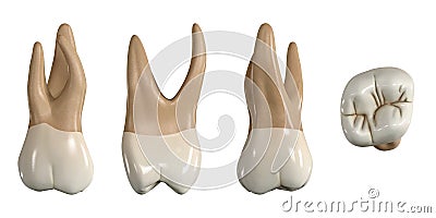 Permanent upper second molar tooth. 3D illustration of the anatomy of the maxillary second molar tooth in buccal, proximal, lingua Cartoon Illustration