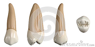 Permanent upper second premolar tooth. 3D illustration of the anatomy of the maxillary second premolar tooth in buccal, proximal, Cartoon Illustration