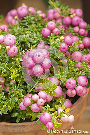 Pernettya gaulteriya Pinkberry Berry. Decorative evergreen shrub of the heather family. Pernettya fruits are pink white purple. Stock Photo