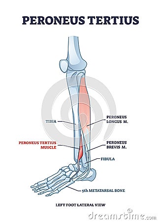 Peroneus tertius leg muscle with longus and brevis location outline diagram Vector Illustration