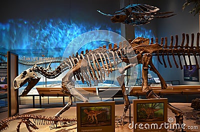 Perot Museum Fossils Editorial Stock Photo