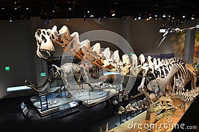 Perot Museum Fossils Editorial Stock Photo