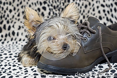 Resultado de imagen para yorkie chew shoes