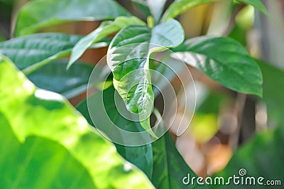 Persea americana Mill or Avocado, Lauraceae or Persea gratissima Stock Photo