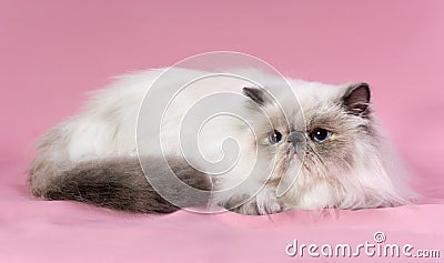 Persian blue point cat Stock Photo