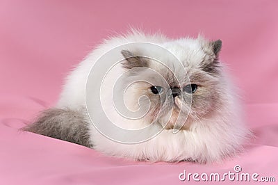 Persian blue tortie point cat Stock Photo
