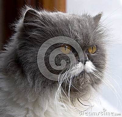 Persian cat 1 Stock Photo
