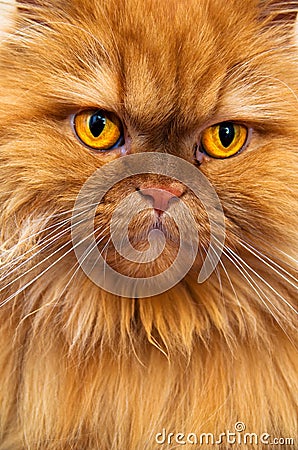 Persian cat Stock Photo